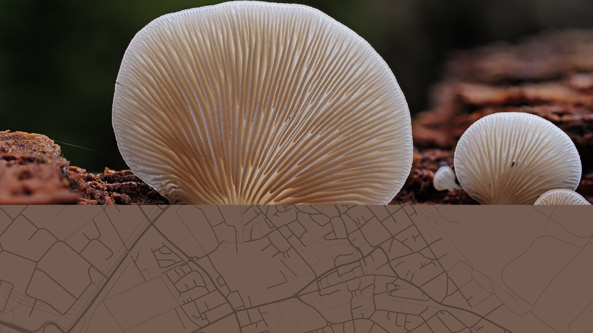 Natürliche Strukturen und urbane Netzwerke – Pilzlamellen und Straßensysteme Detailaufnahme eines Pilzes mit feinen Lamellen, darunter eine abstrahierte Straßenkarte